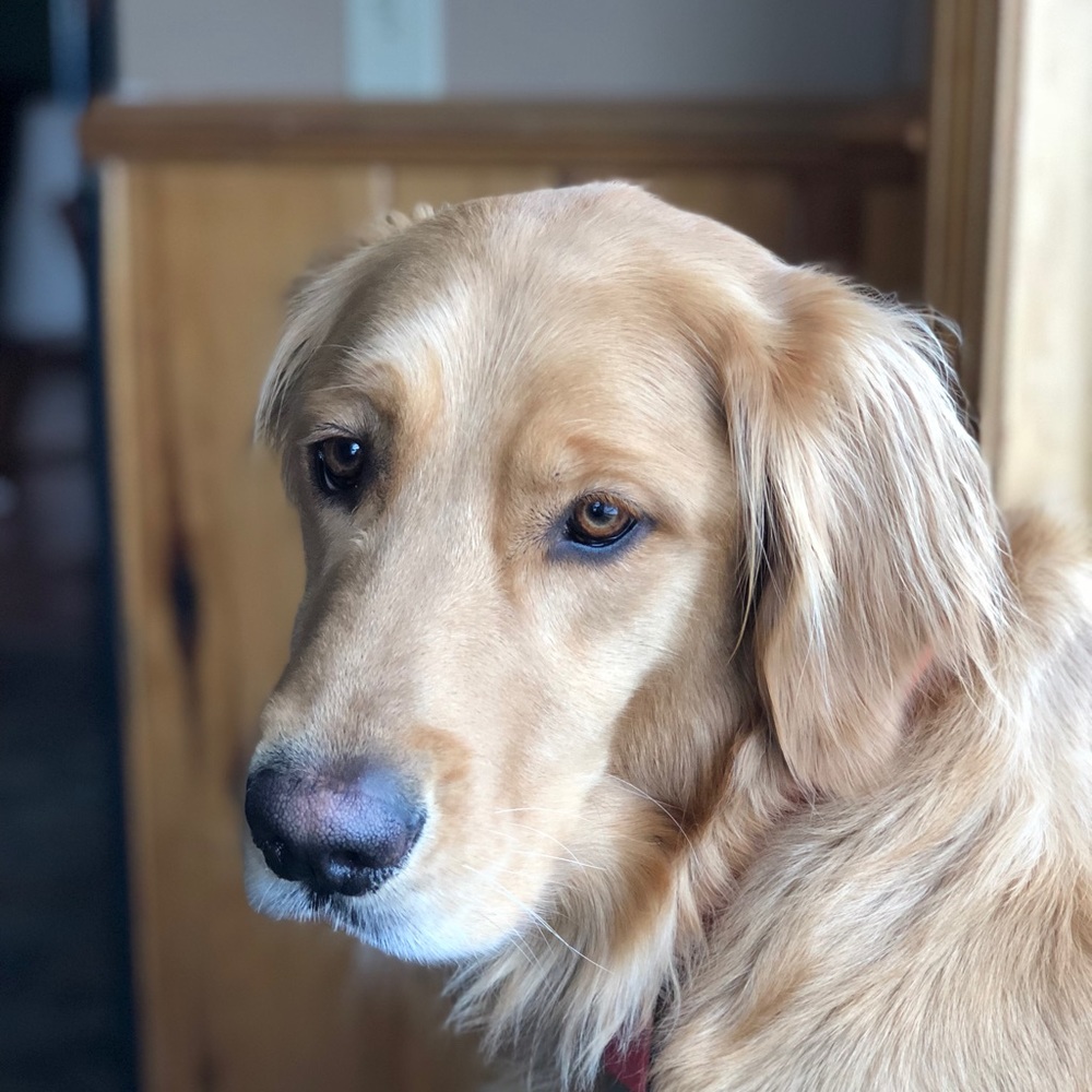 Meet your Posher, Gretchen